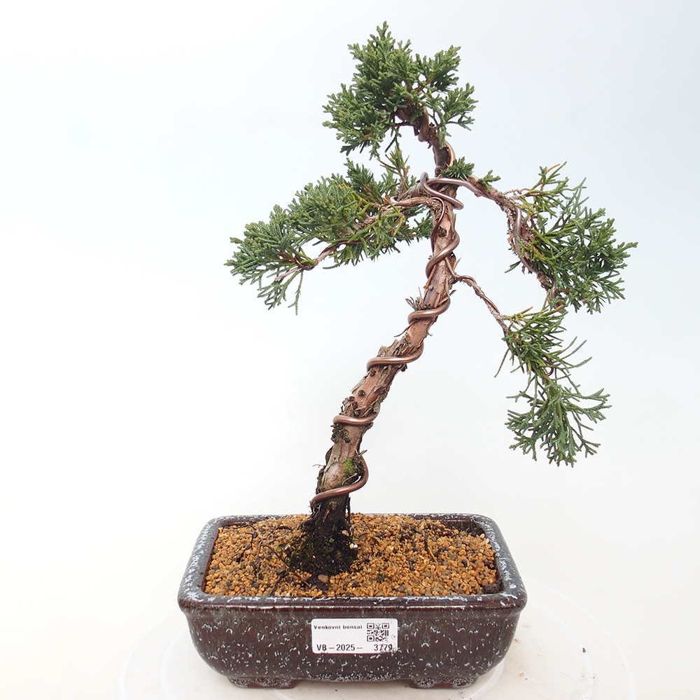 Bonsai da esterno - Juniperus chinensis Kishu