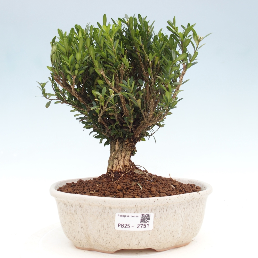 Camera bonsai - Buxus harlandii - buxus da sughero