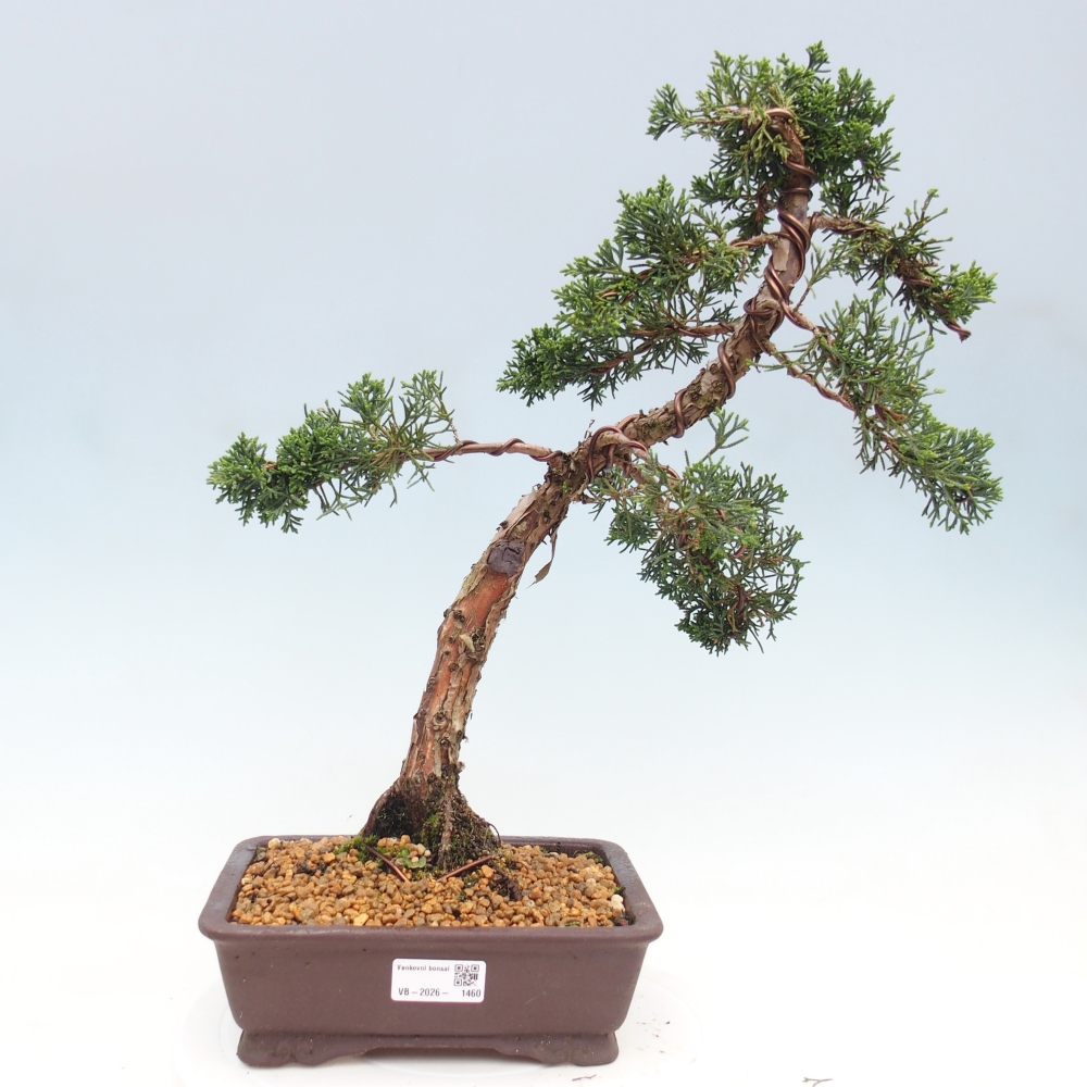 Bonsai da esterno - Juniperus chinensis Kishu