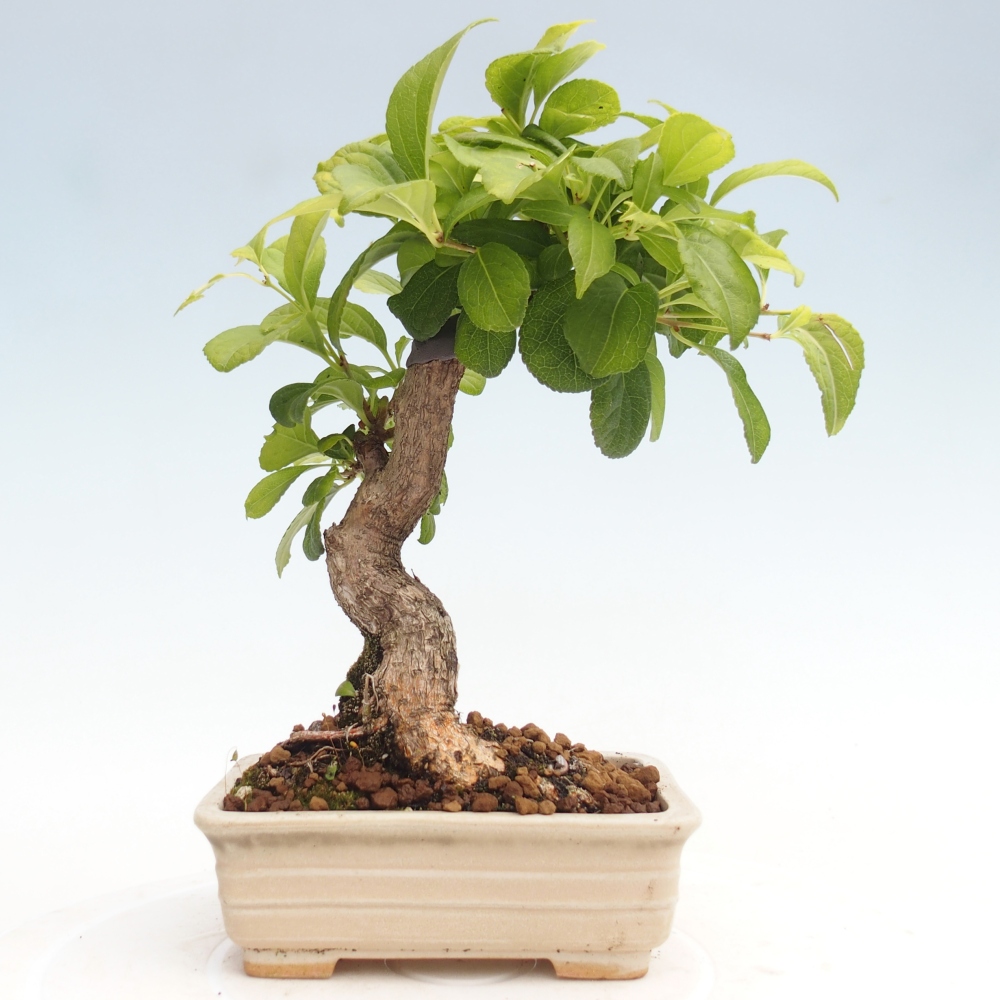 Bonsai da esterno - Celastrus orbiculatus
