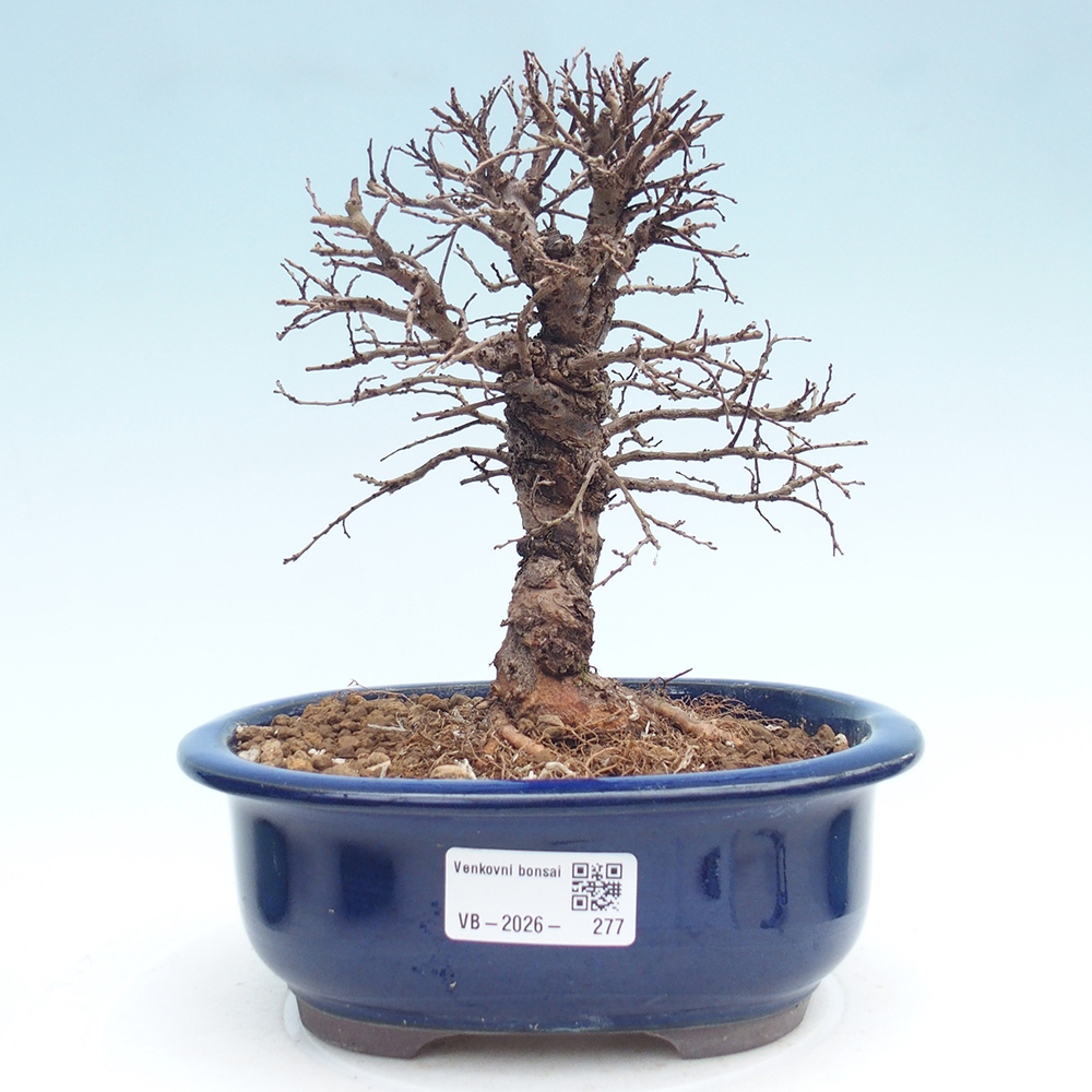 Bonsai da esterno - Zelkova - Zelkova NIRE