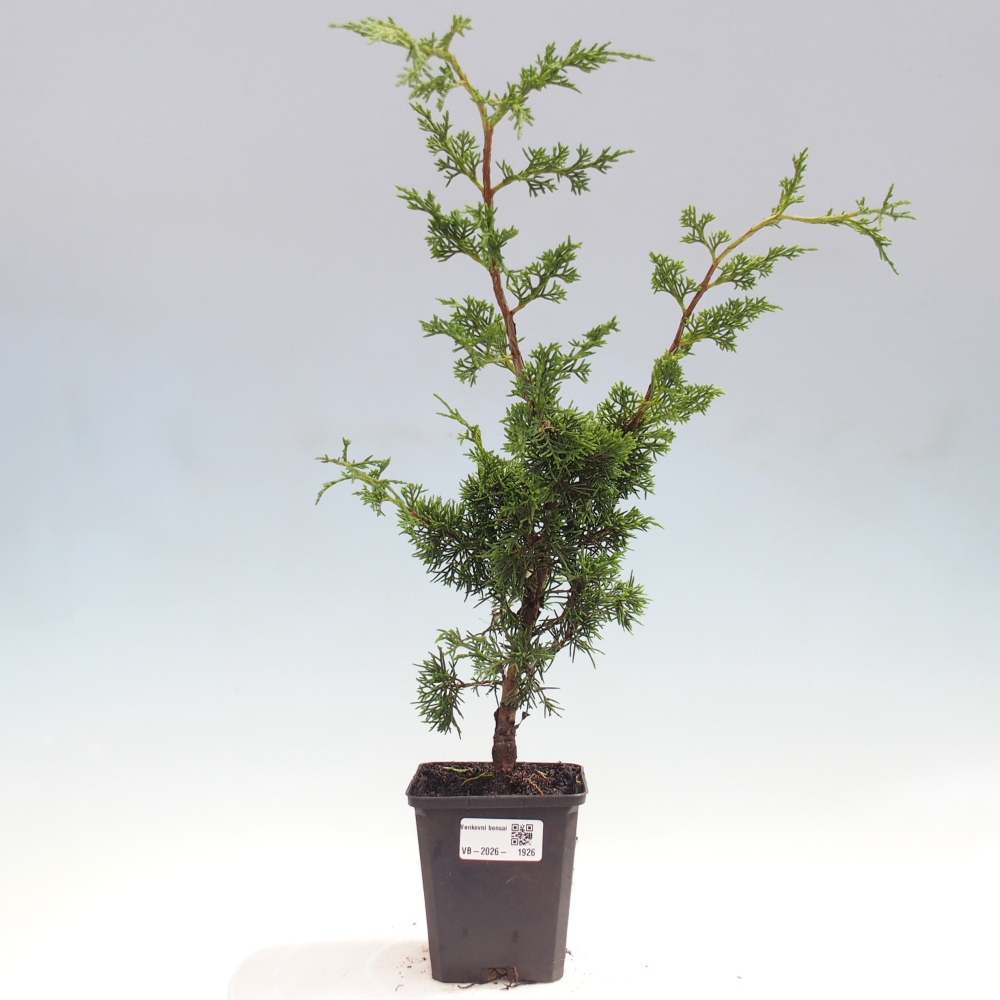 Bonsai da esterno - Juniperus chinensis Itoigawa