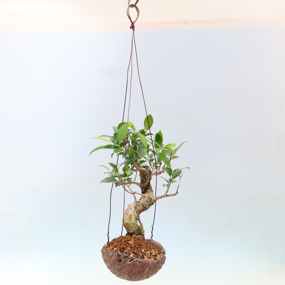 Kokedama in ceramica - ficus a foglie piccole - Ficus kimmen