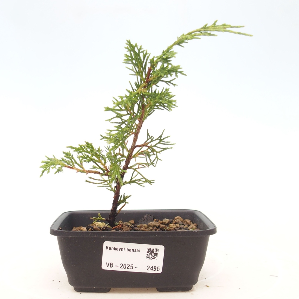 Bonsai da esterno - Juniperus chinensis Itoigawa