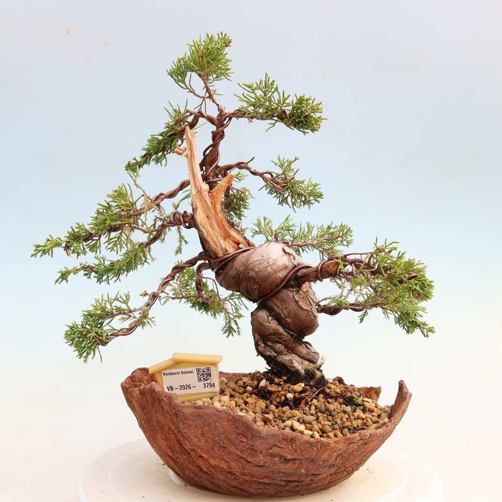 Bonsai da esterno - Juniperus chinensis Itoigawa-Juniperus chinensis