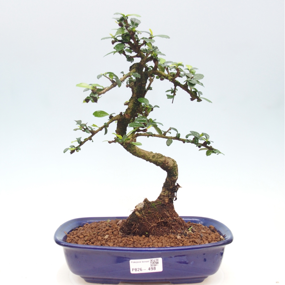 Camera bonsai - Carmona macrophylla - Tea fuki