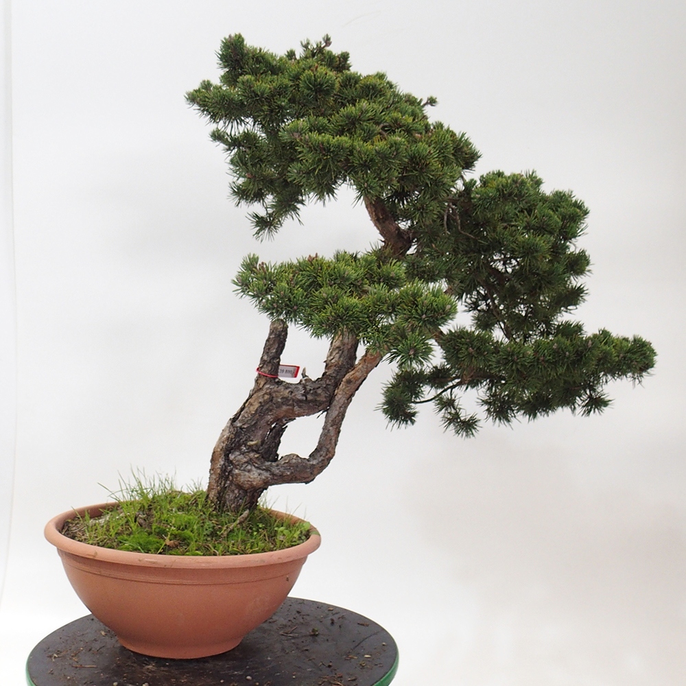 Yamadori - Pinus sylvestris Spagna