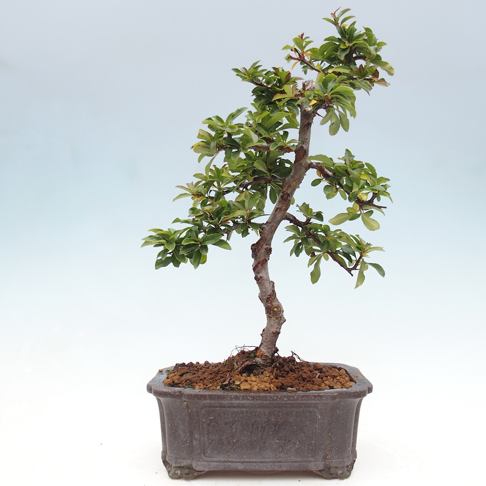 Bonsai da esterno-Pyracantha Teton -Hlox