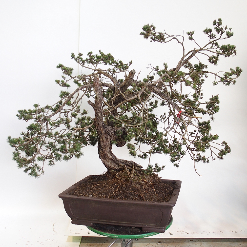 Yamadori - Pinus sylvestris Spagna