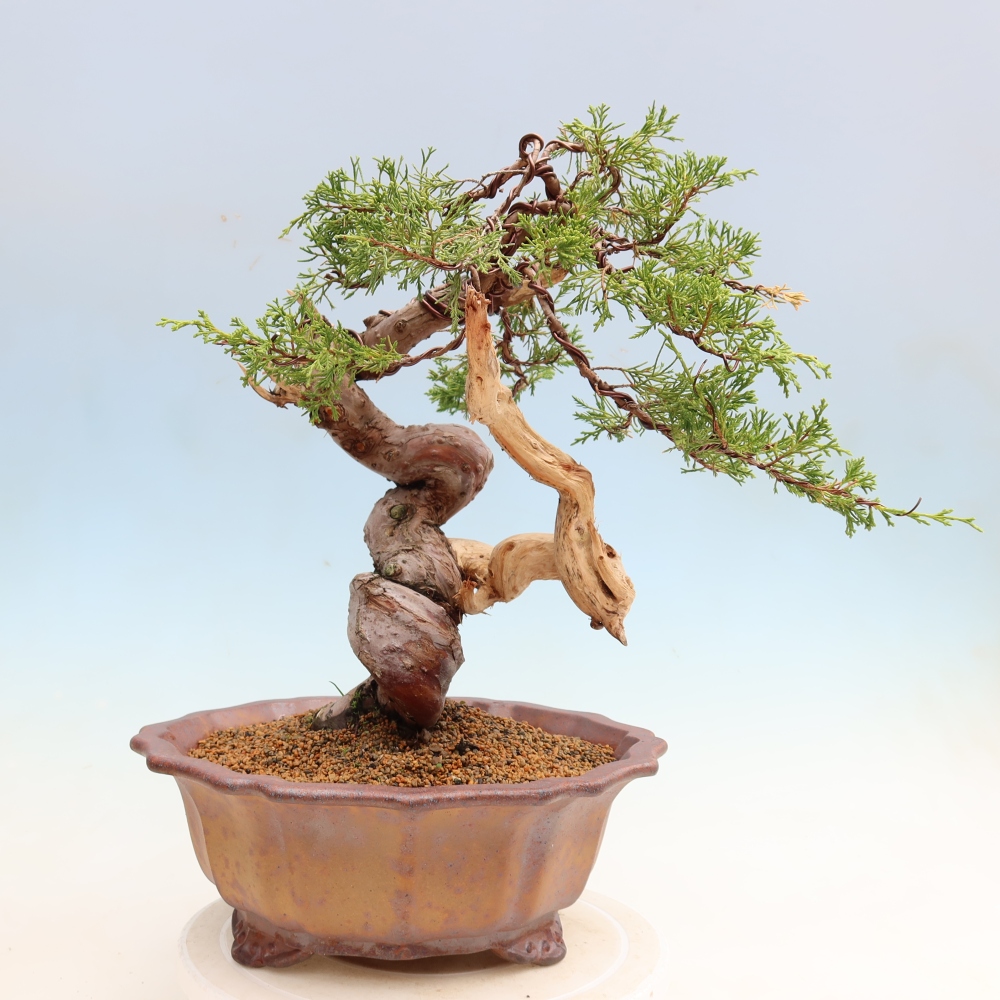 Bonsai da esterno - Juniperus chinensis Itoigawa-Juniperus chinensis