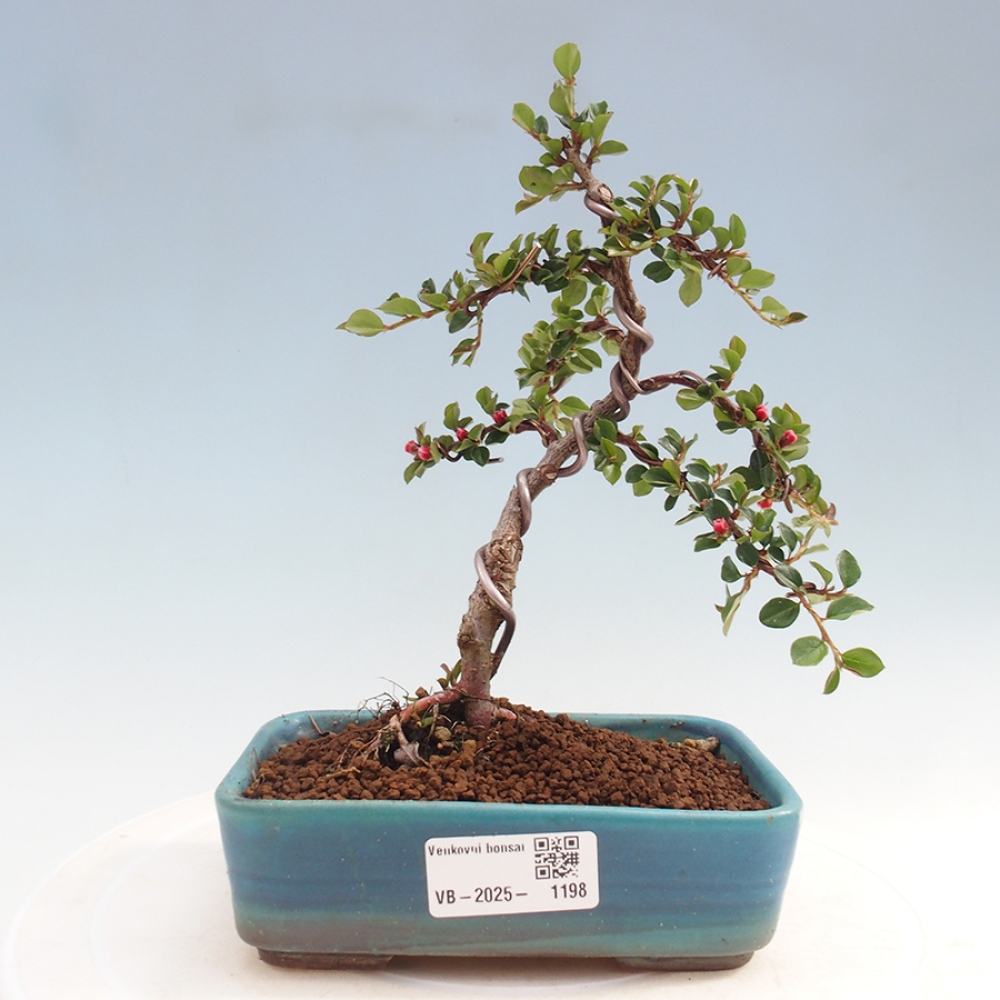 Bonsai da esterno-Cotoneaster horizontalis - Montagne Rocciose