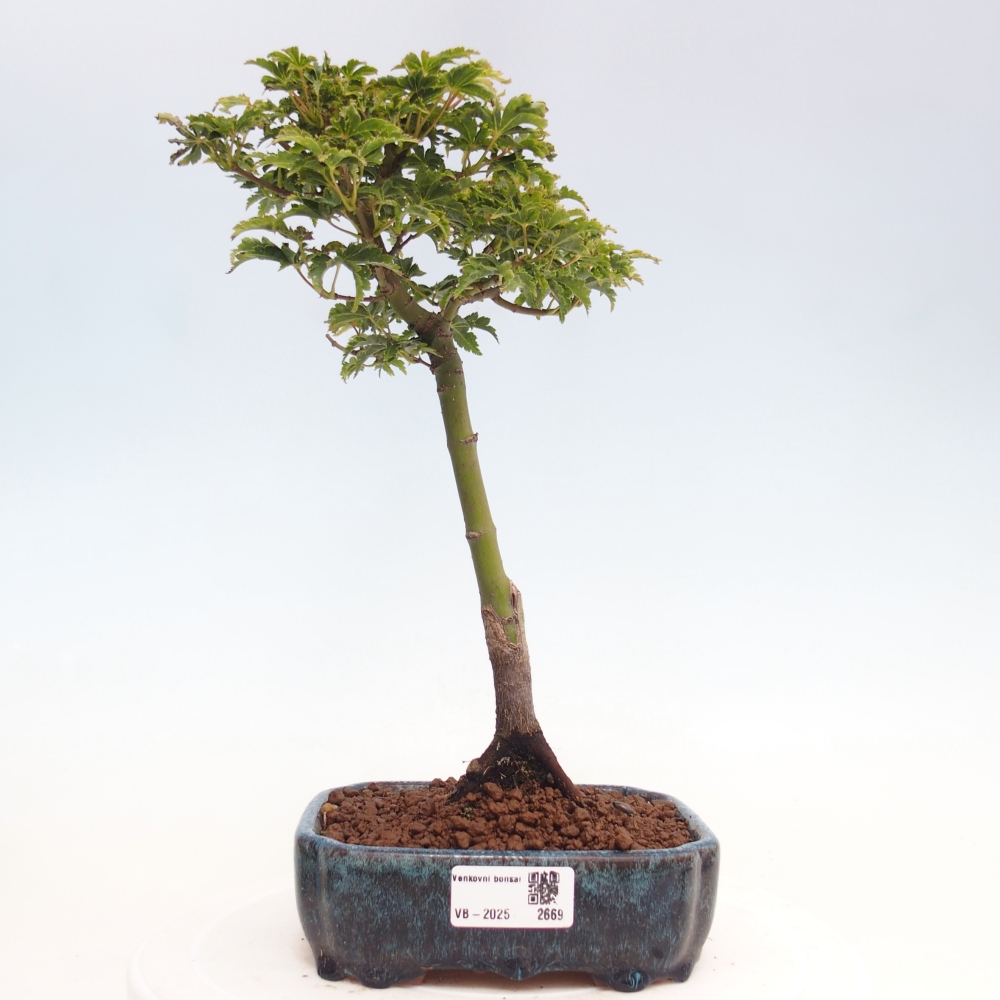 Bonsai da esterno -Palma di Giava Acer palmatum Shishigashira
