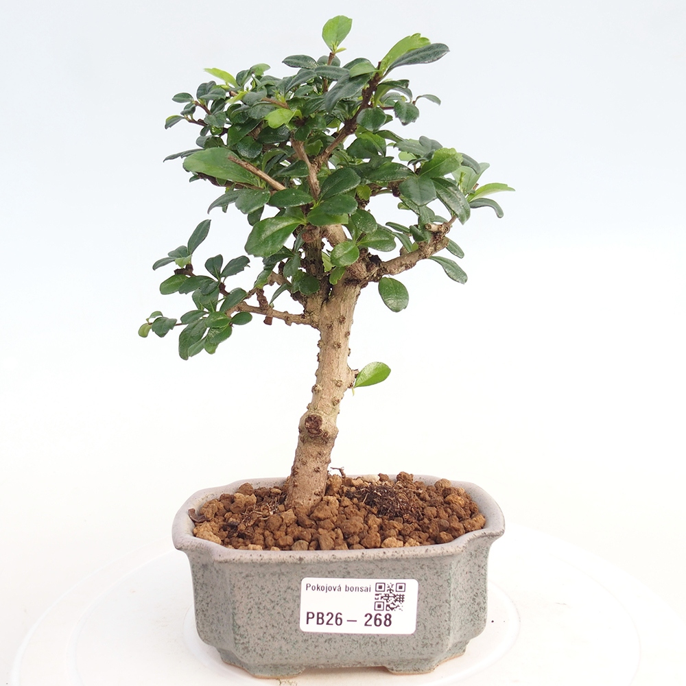 Camera bonsai - Carmona macrophylla - Tea fuki