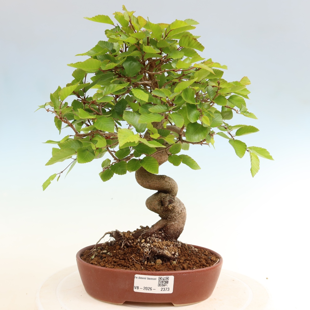 Bonsai da esterno -Carpinus Coreana - Carpino coreano