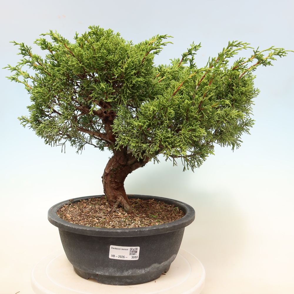 Bonsai da esterno - Juniperus chinensis Itoigawa-Juniperus chinensis