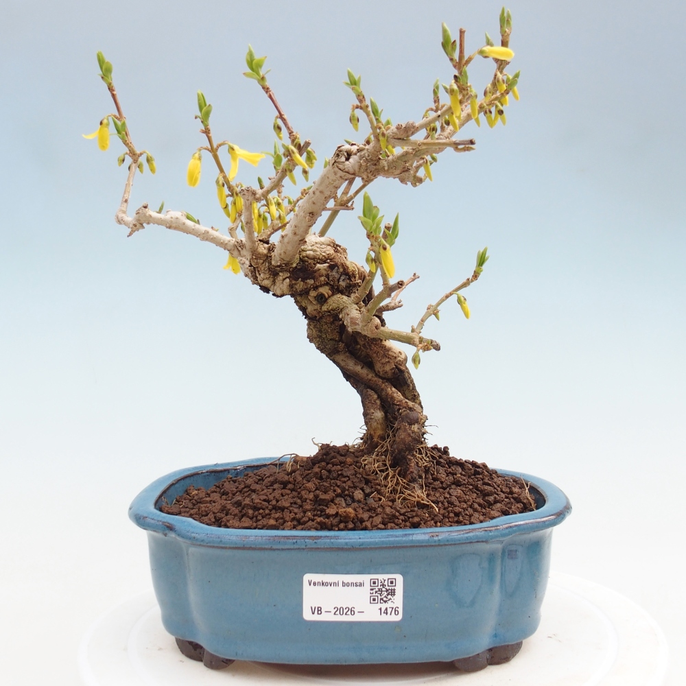 Bonsai da esterno - Zlatice - Forsythia koreana