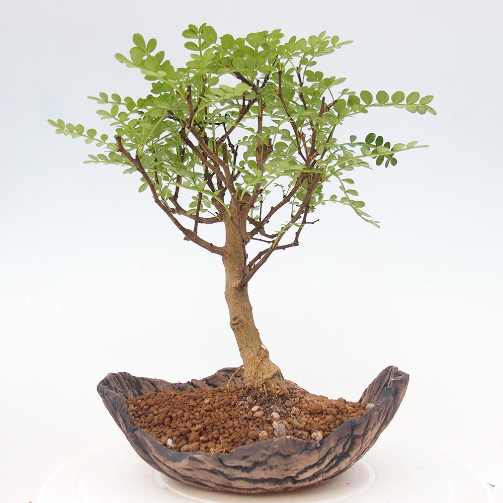 Camera bonsai - Zantoxylum piperitum - albero del pepe