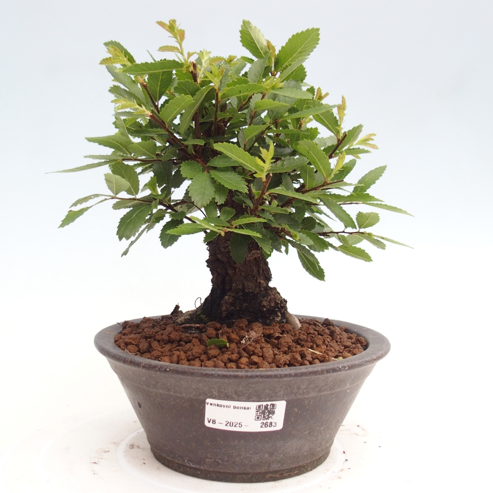 Bonsai da esterno - Zelkova - Zelkova NIRE
