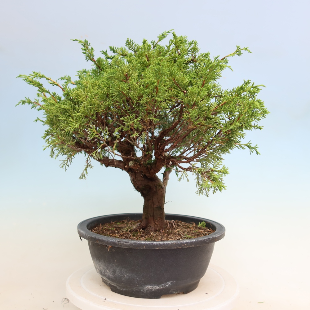 Bonsai da esterno - Juniperus chinensis Itoigawa-Juniperus chinensis