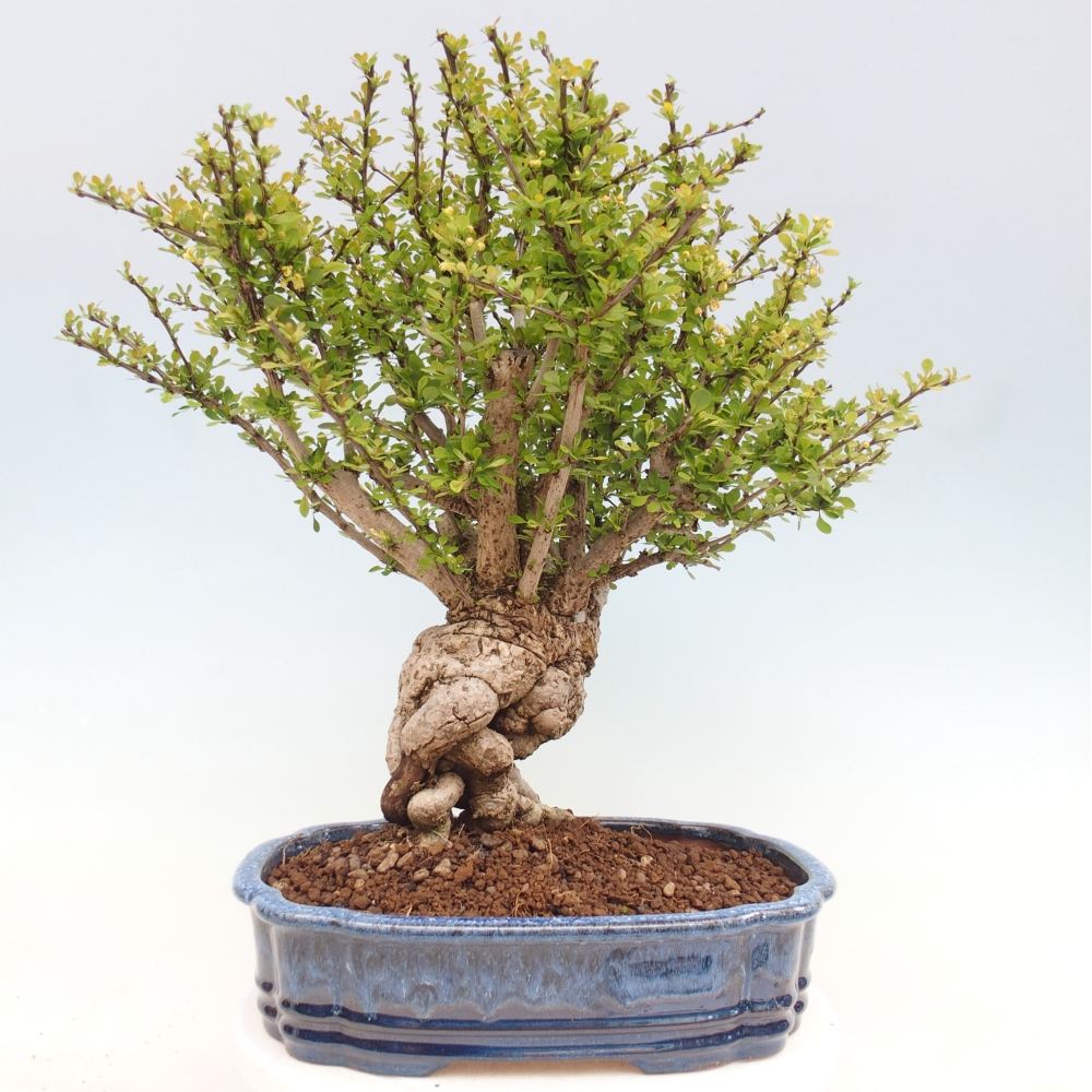 Bonsai da esterno - Berberis coreana