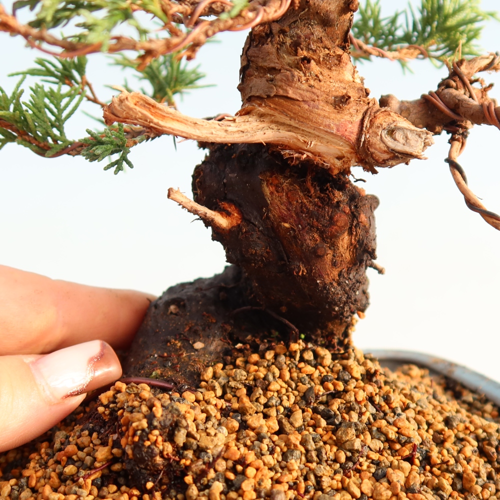 Bonsai da esterno - Juniperus chinensis Itoigawa