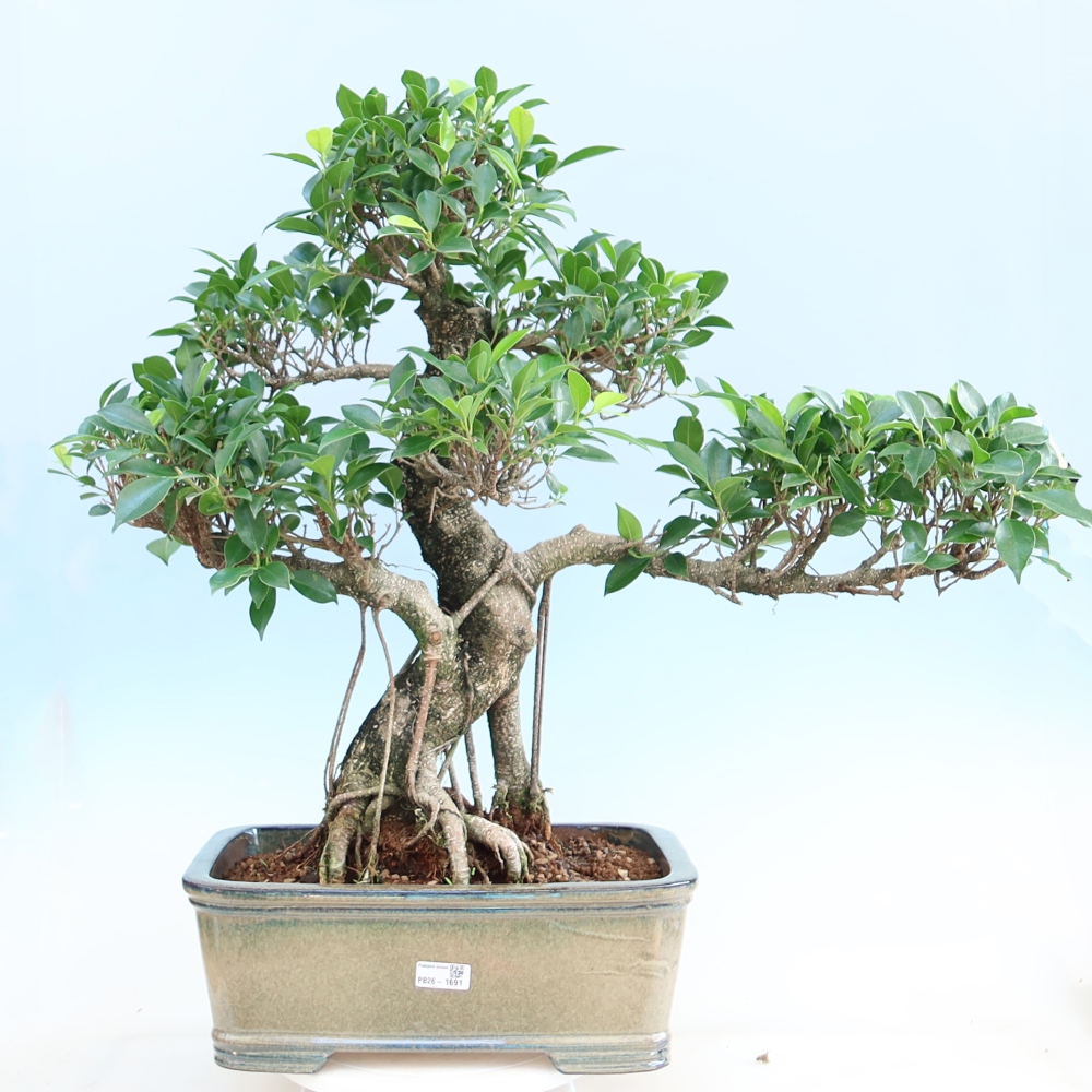 Camera bonsai - Ficus kimmen - ficus a foglie piccole