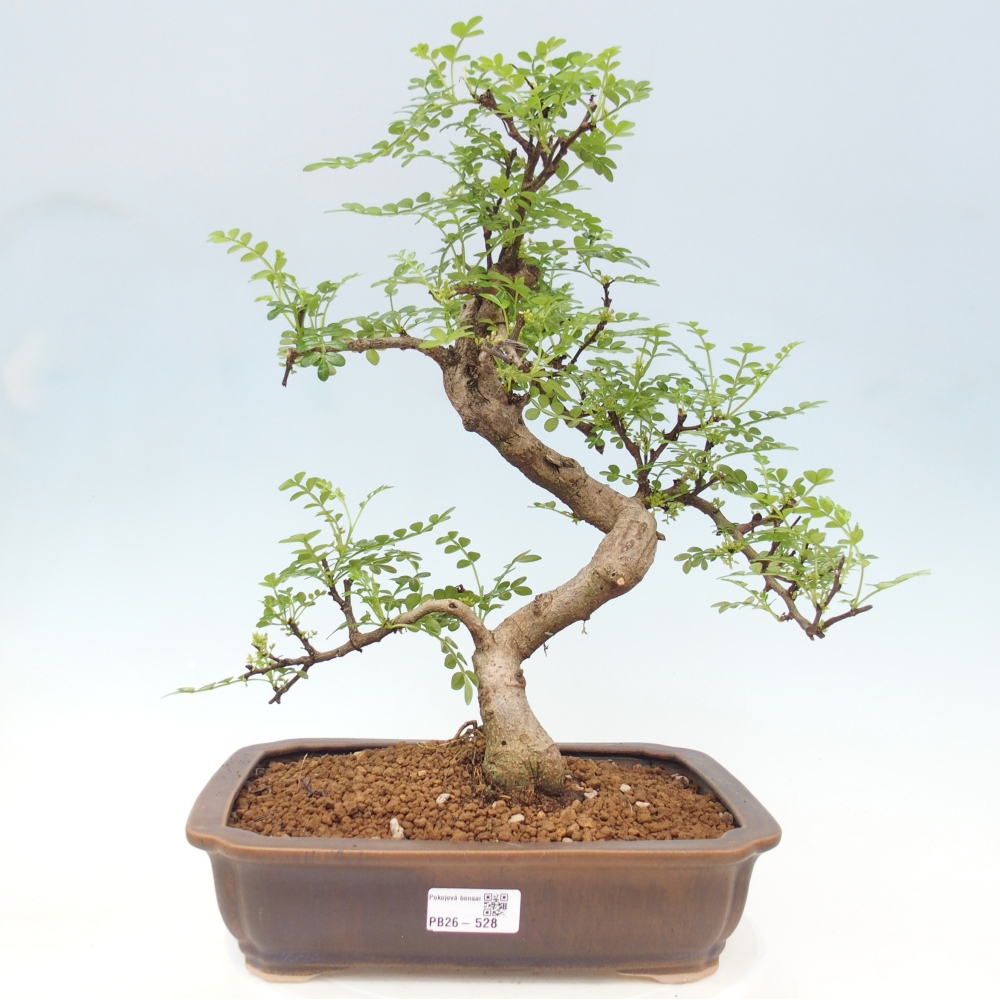 Camera bonsai - Zantoxylum piperitum - albero del pepe