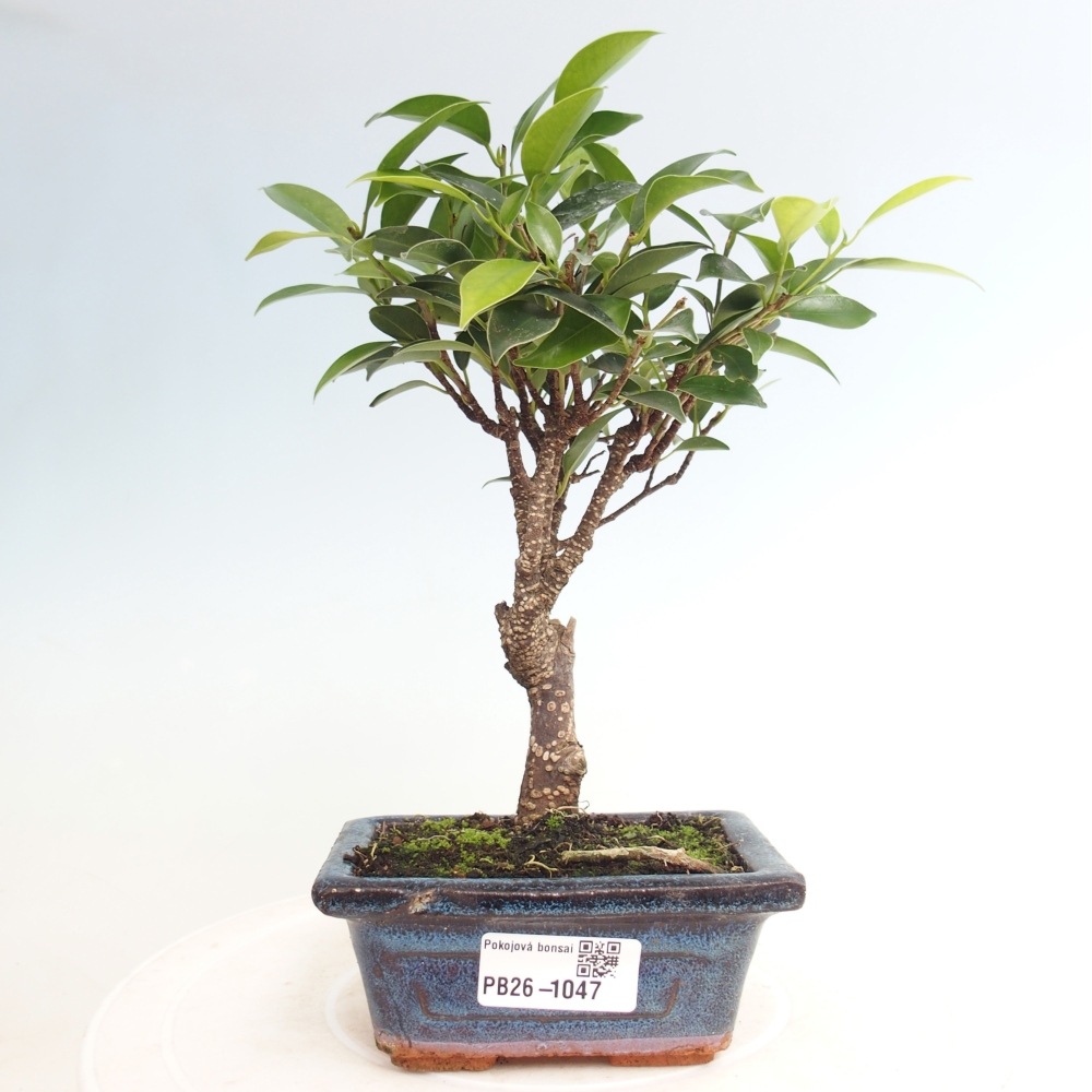 Camera bonsai Ficus retusa kimmen