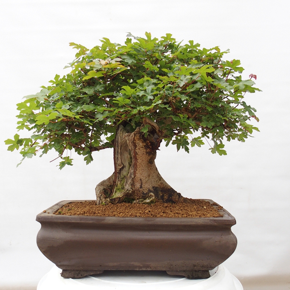 Bonsai da esterno - Acero francese - Acer Nonspessulanum