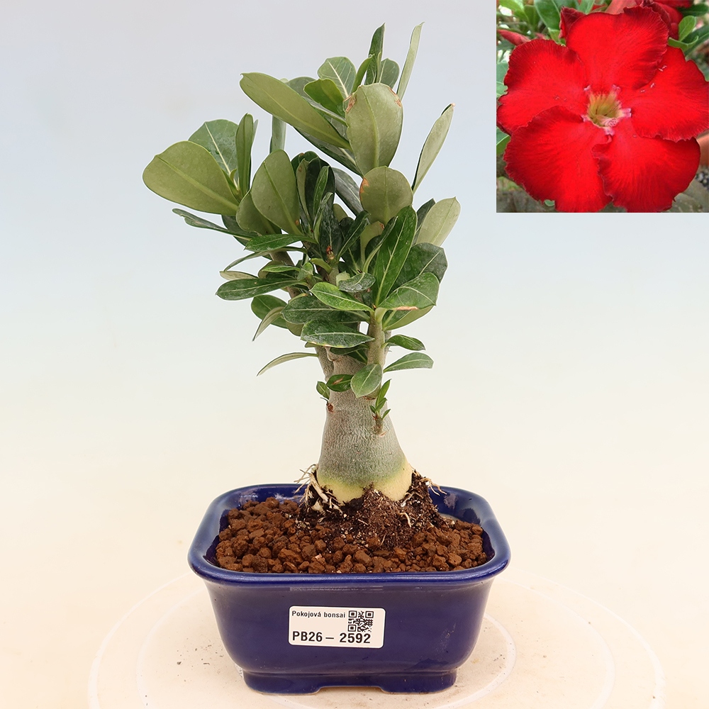 Bonsai da interno - Adenium obesum Red Star - Rosa del deserto