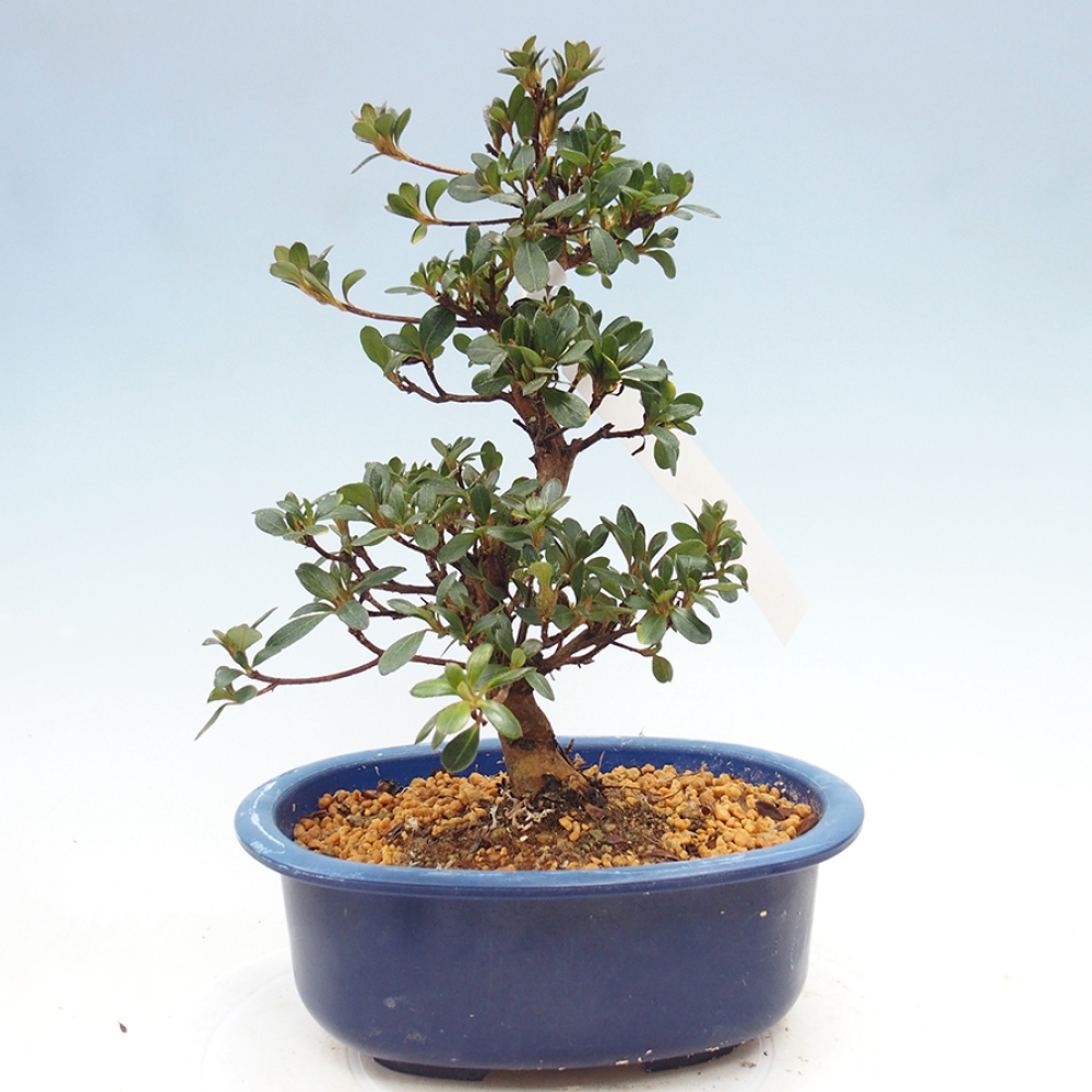 Bonsai da esterno - Azalea giapponese - Azalea Kobai