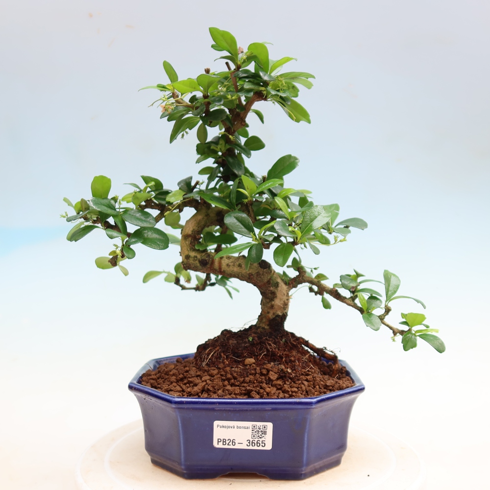 Camera bonsai - Carmona macrophylla - Tea fuki