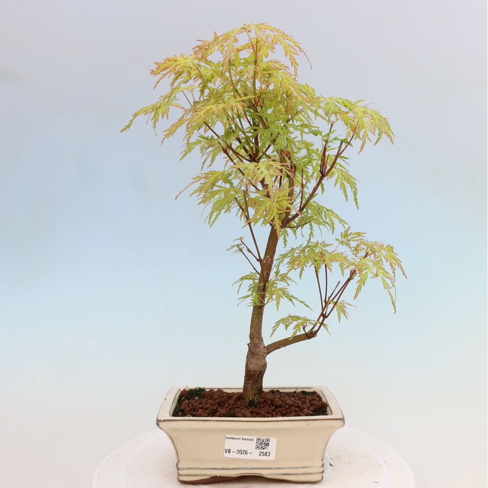 Bonsai da esterno - Acer palmatum Dissectum