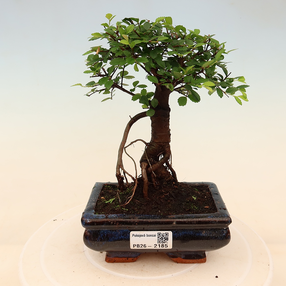 Camera bonsai - Ulmus parvifolia - Olmo a foglie piccole