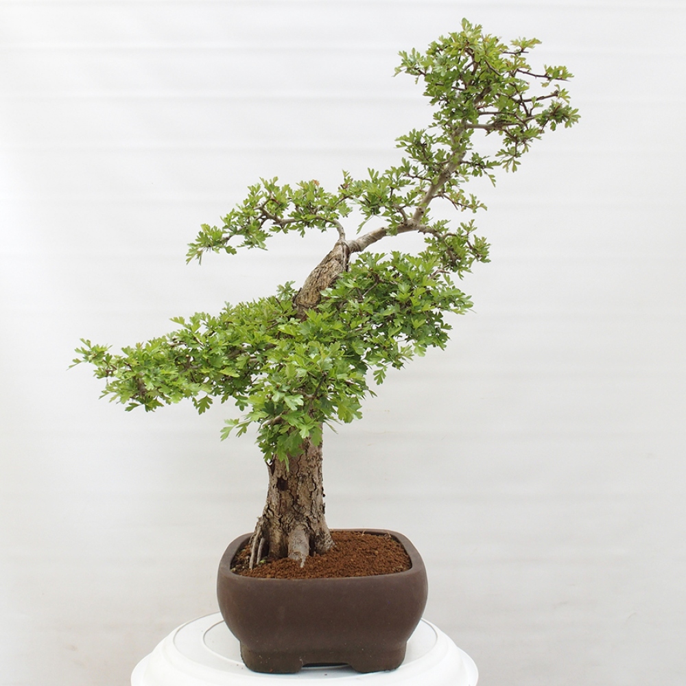Bonsai da esterno - Biancospino - Crataegus monogyna