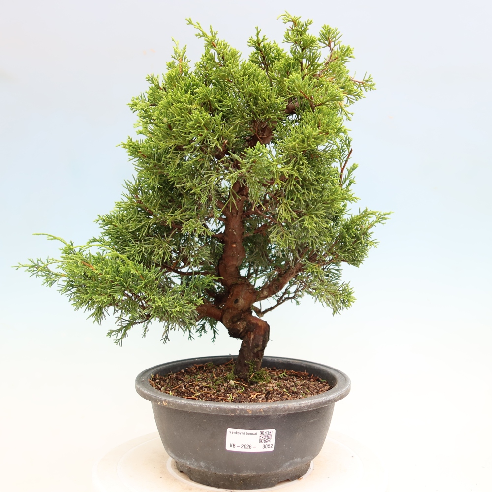 Bonsai da esterno - Juniperus chinensis Itoigawa-Juniperus chinensis