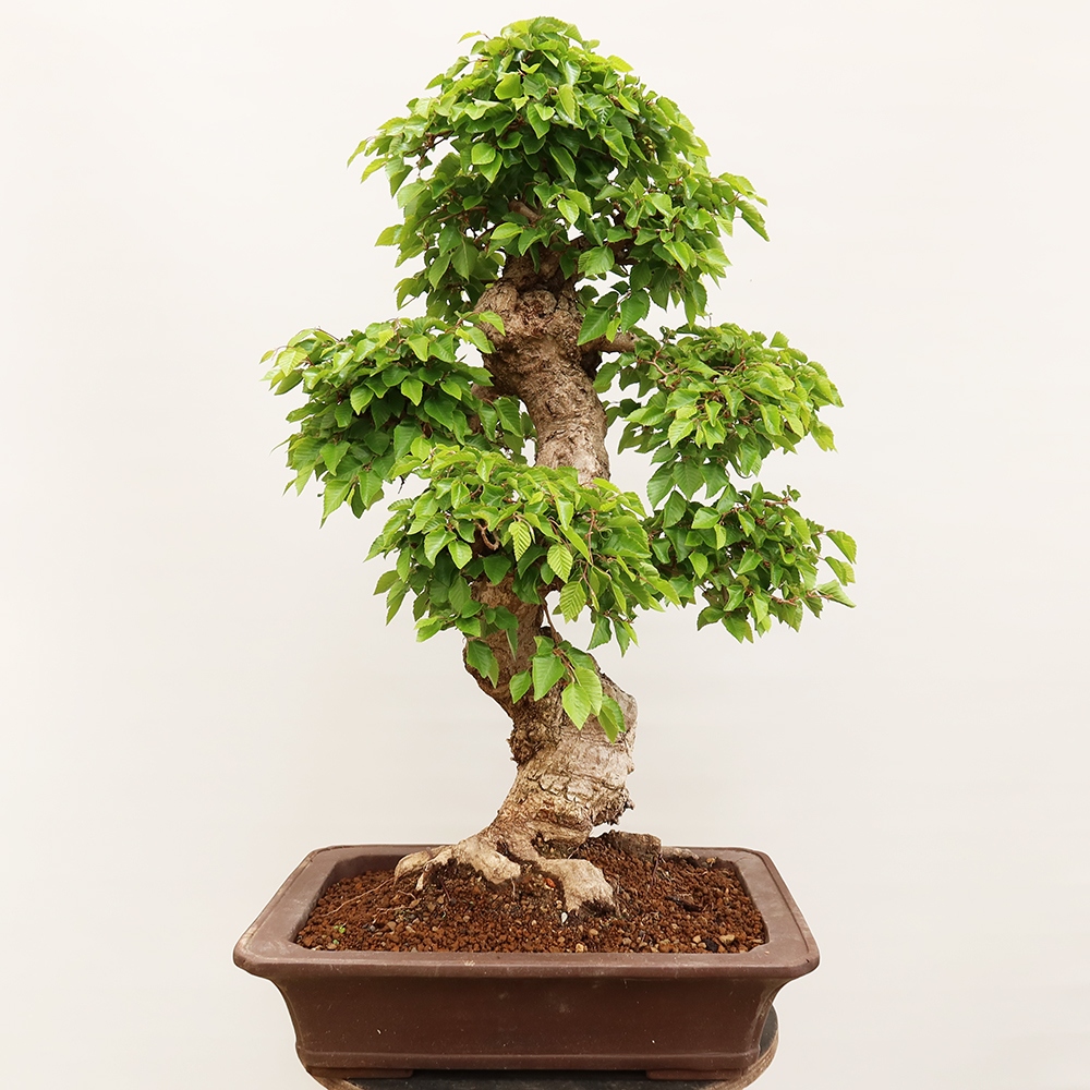 Bonsai da esterno -Carpinus Coreana - Carpino coreano