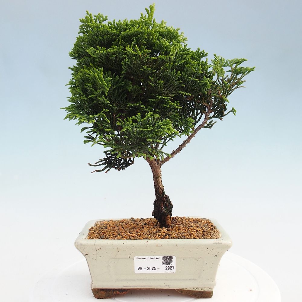 Bonsai da esterno - Cham.pis obtusa Nana Gracilis - Cipresso