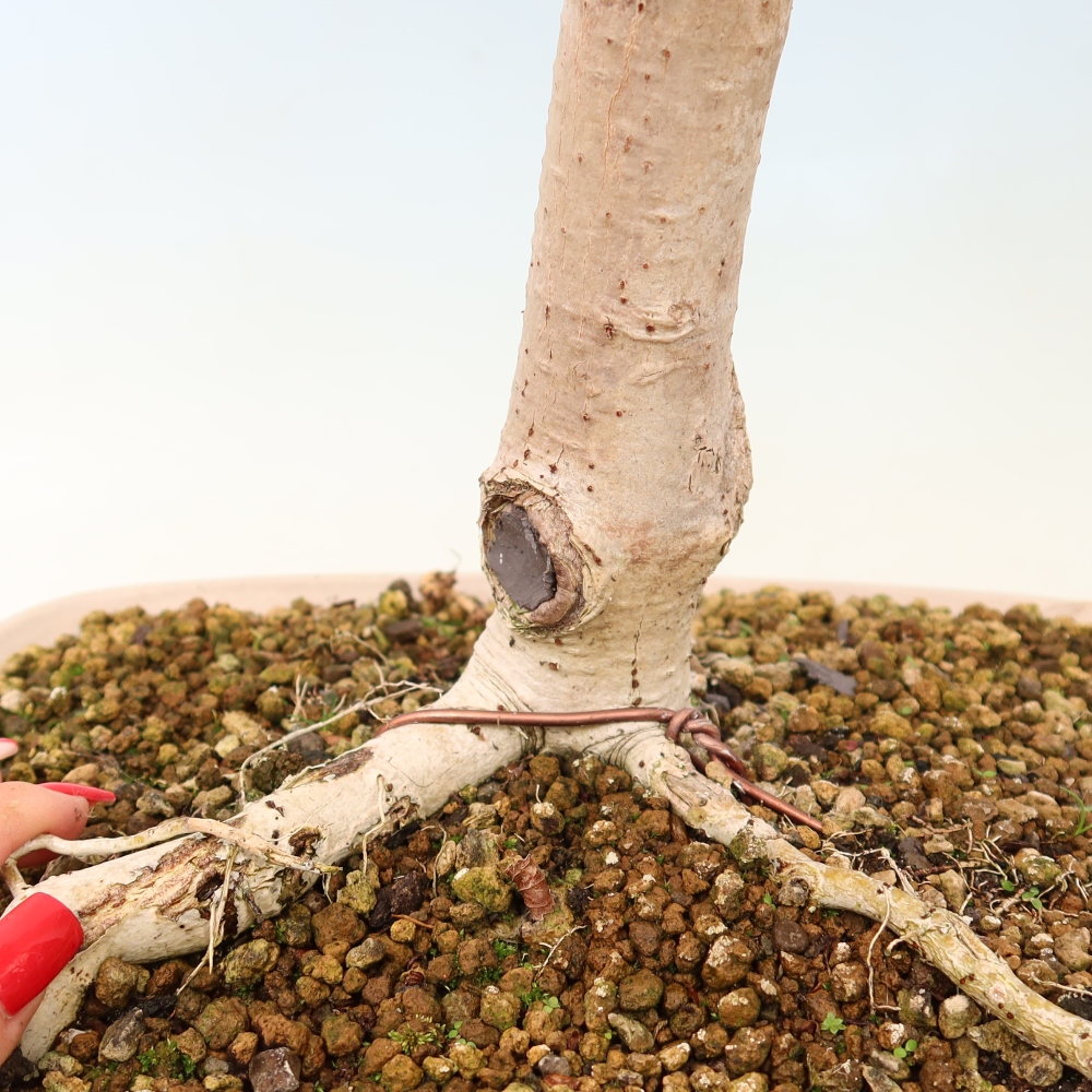 Bonsai da interno - Hibiscus tiliaceus - Ibisco marino