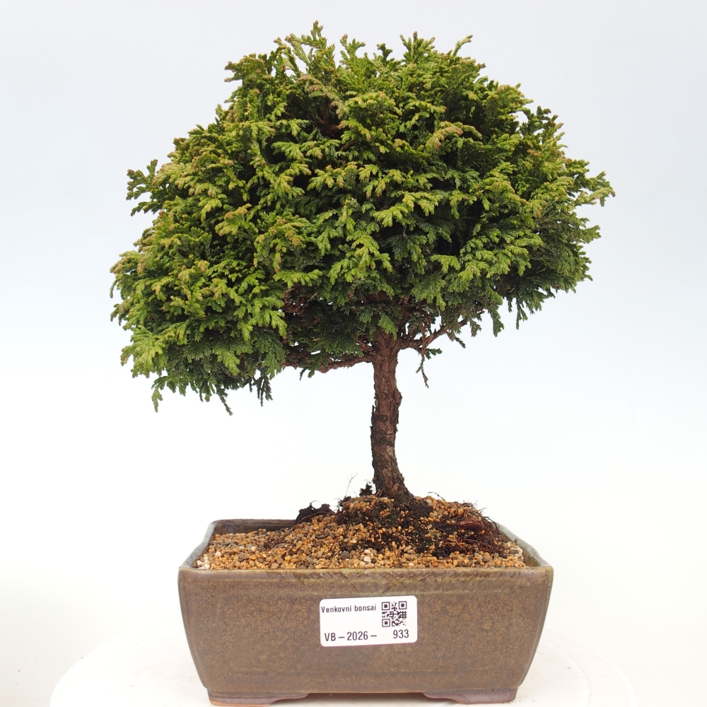 Bonsai da esterno - Cham.pis Parslori - Cipresso