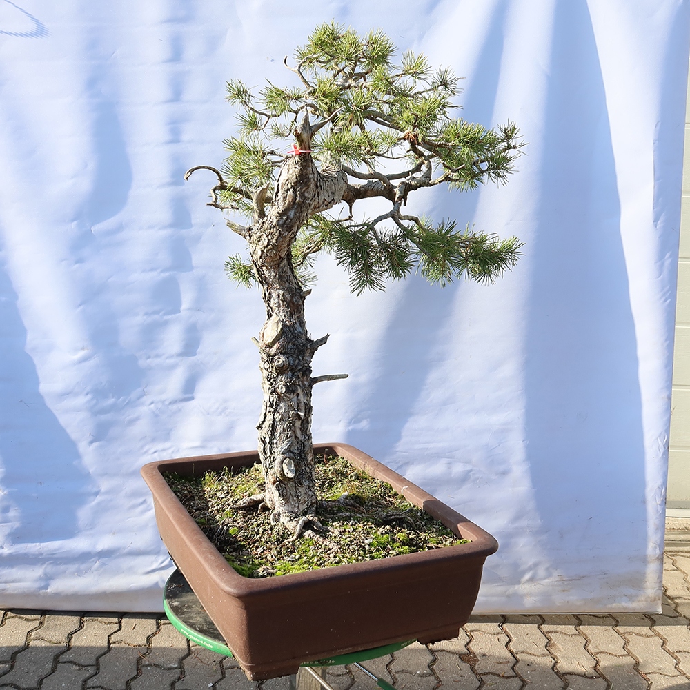 Pinus sylvestris Spagna - pino silvestre