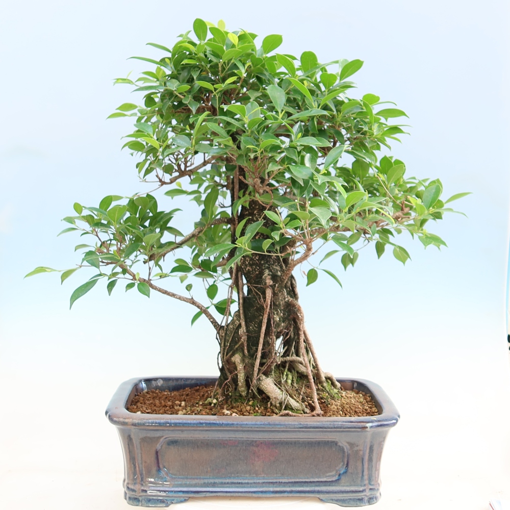 Camera bonsai - Ficus kimmen - ficus a foglie piccole