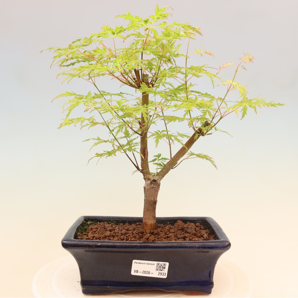 Bonsai da esterno - Acer palmatum Dissectum