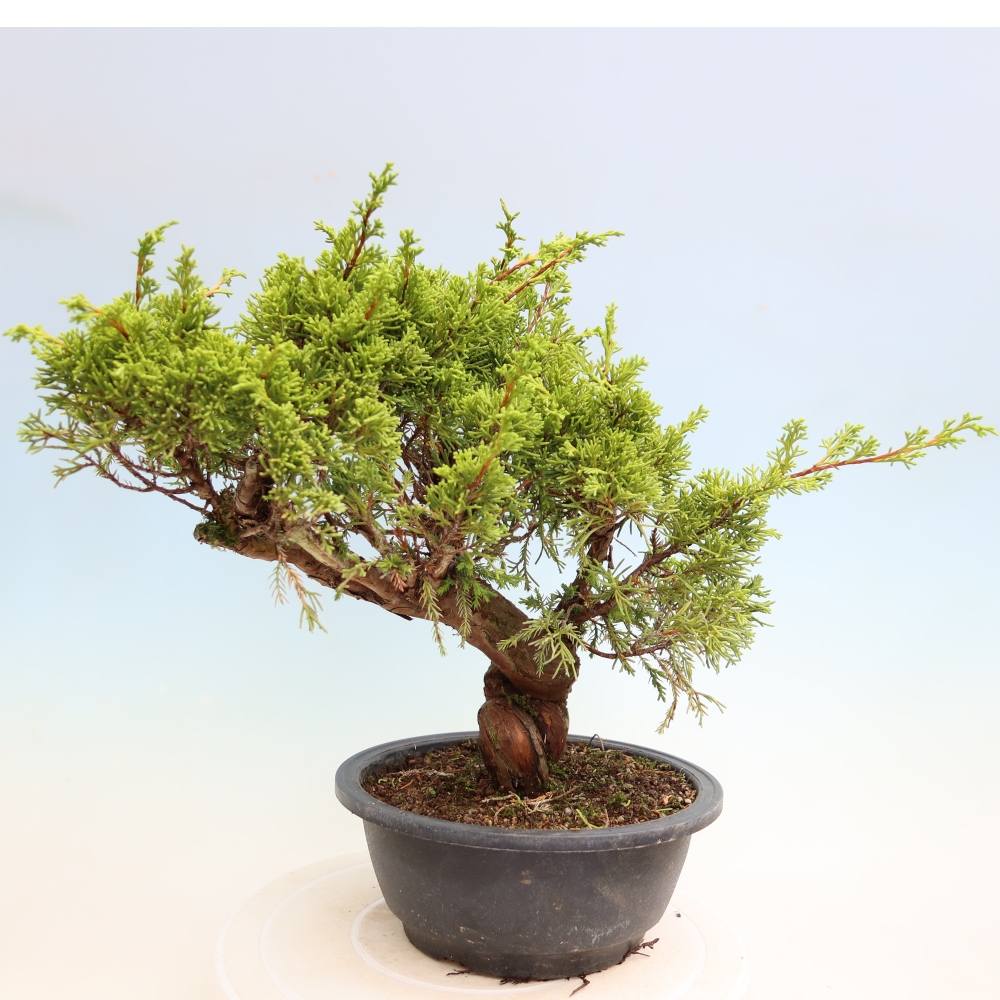 Bonsai da esterno - Juniperus chinensis Itoigawa-Juniperus chinensis