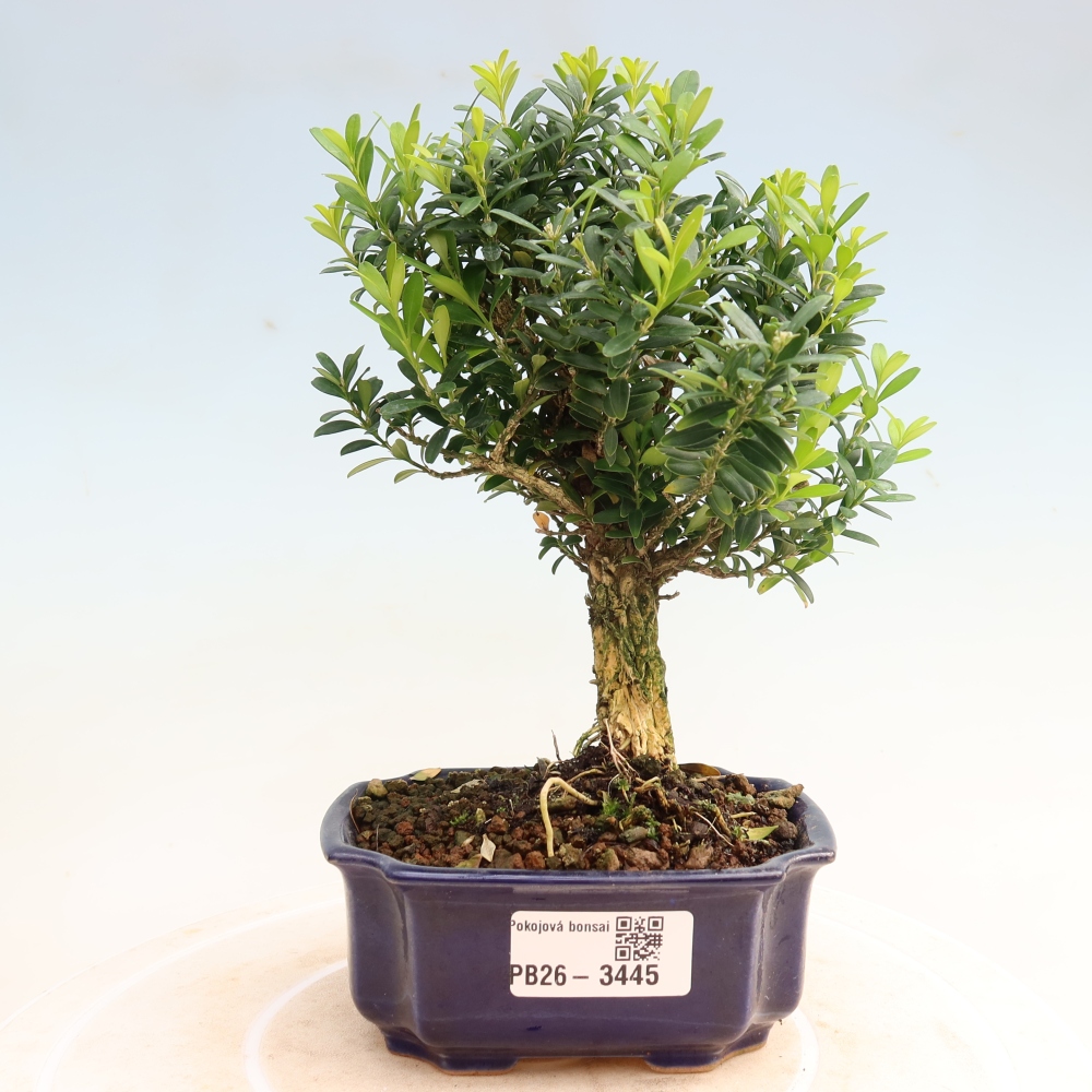 Camera bonsai - Buxus harlandii - buxus da sughero