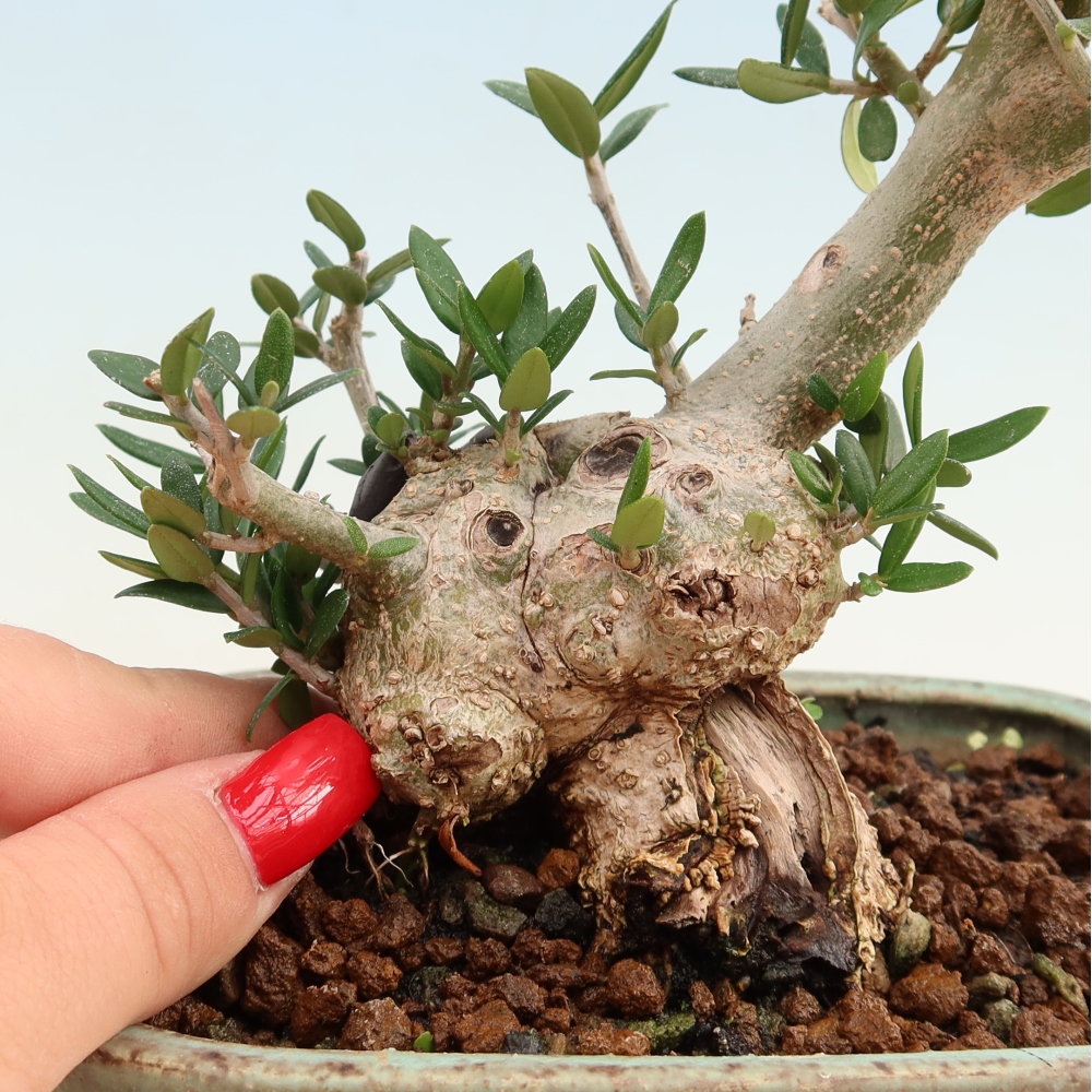 Bonsai da interno - Olea europaea sylvestris