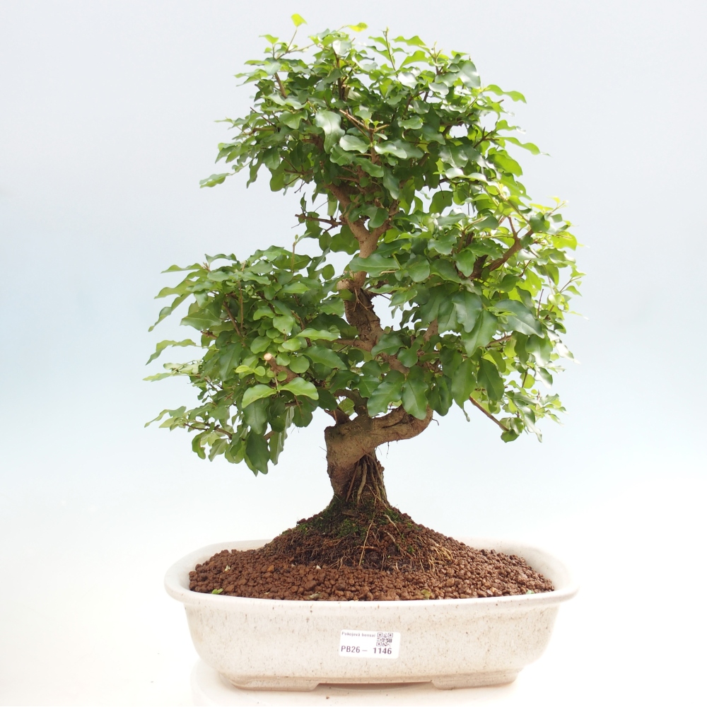 Camera bonsai -Ligustrum chinensis - Becco d'uccello