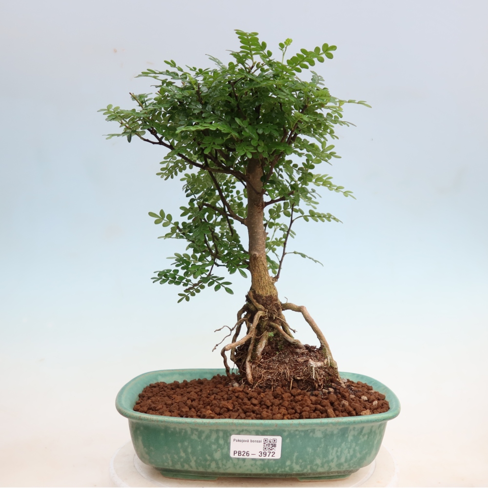 Camera bonsai - Zantoxylum piperitum - albero del pepe
