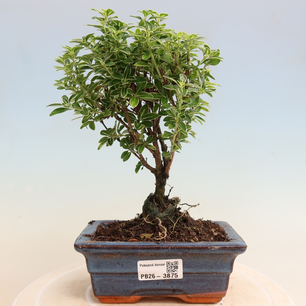 Camera bonsai - Serissa foetida Variegata - Albero delle mille stelle