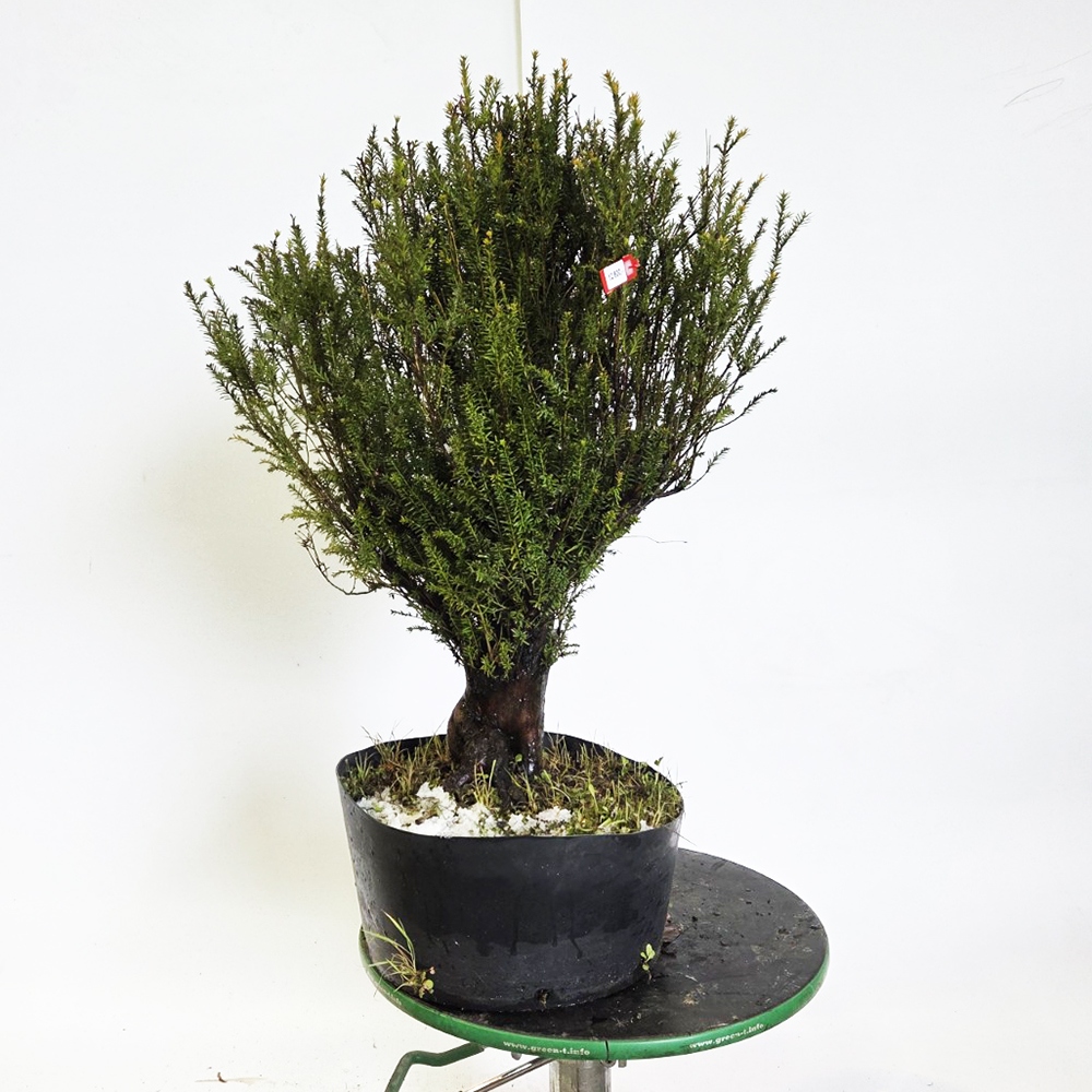 Bonsai da esterno di Tasso giapponese - Taxus cuspidata